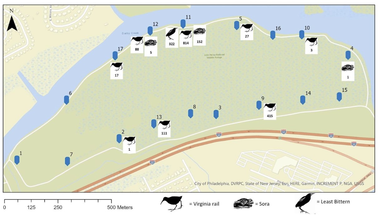 Cryptic Marsh Bird Detections