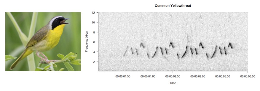 Common Yellowthroat Spectrogram
