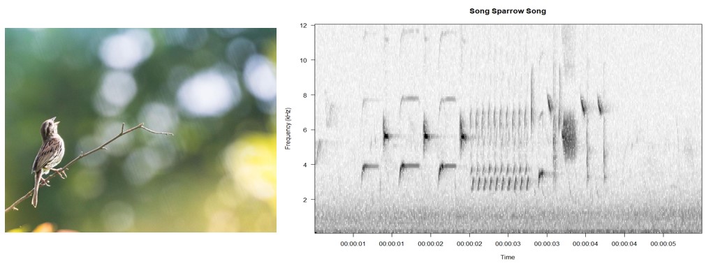 Song Sparrow Spectrogram
