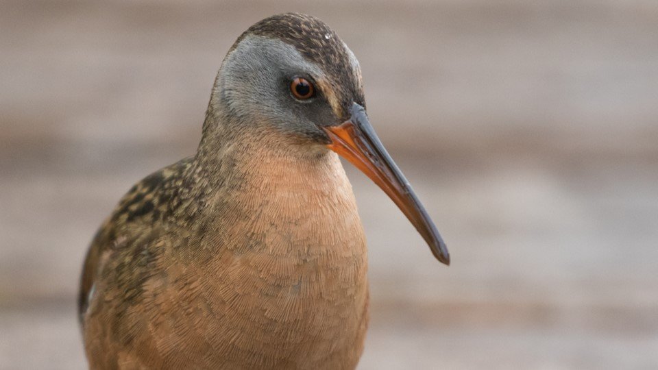 RailNET - A Convolutional Neural Network for Acoustic Monitoring of Elusive Species